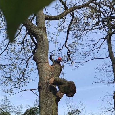 elagage-et-taille-fruitiere